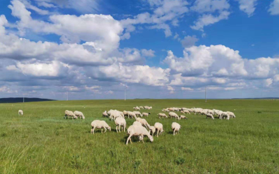 五羊计划的云养殖方案，有人复制在内蒙直播养羊，大有作为—