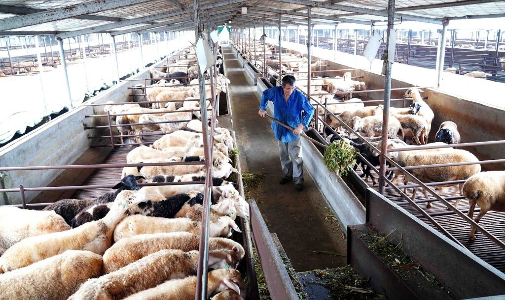 羊肉需求大增.各國專家對羊產量增加的基因研究成為重大課題—
