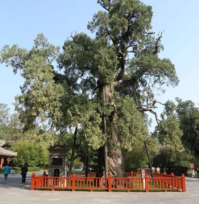 植樹救地球，中國古樹500萬顆，5000年以上的樹只有5棵，無價寶物—