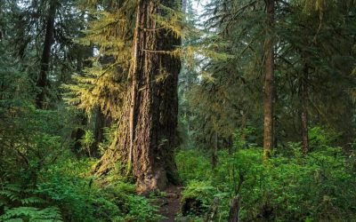 廣種樹木可以降低炭排量，可以改變氣候，國際奧委會也搞種樹計畫—國際奧會森林項目—